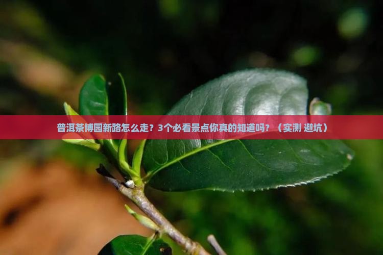 普洱茶博园新路