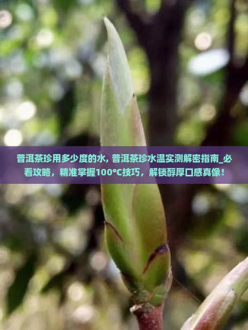 普洱茶珍用多少度的水