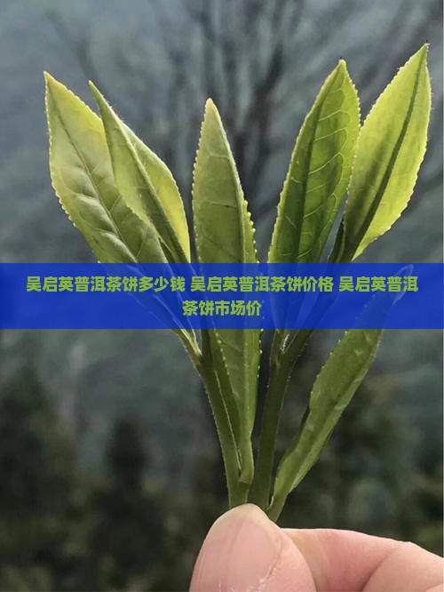 吴启英普洱茶饼多少钱