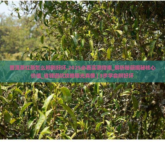 普洱茶红茶怎么辨别好坏