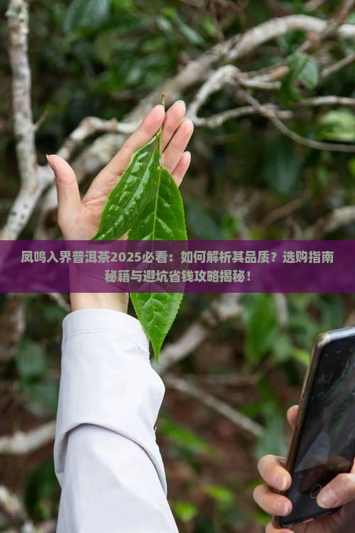 凤鸣入界普洱茶