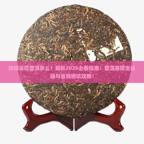 蟑螂会吃普洱茶么
