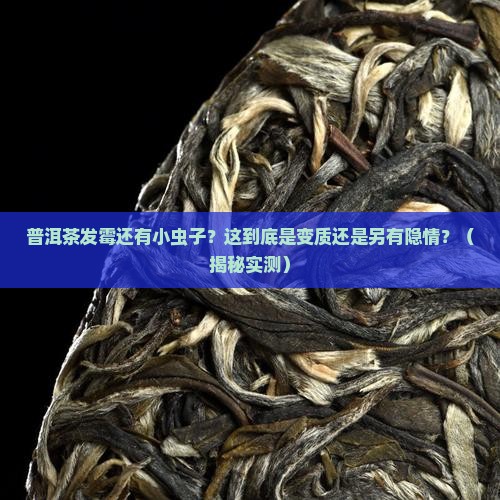 普洱茶发霉还有小虫子
