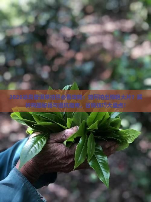 冰岛普洱茶怎么拍照推荐