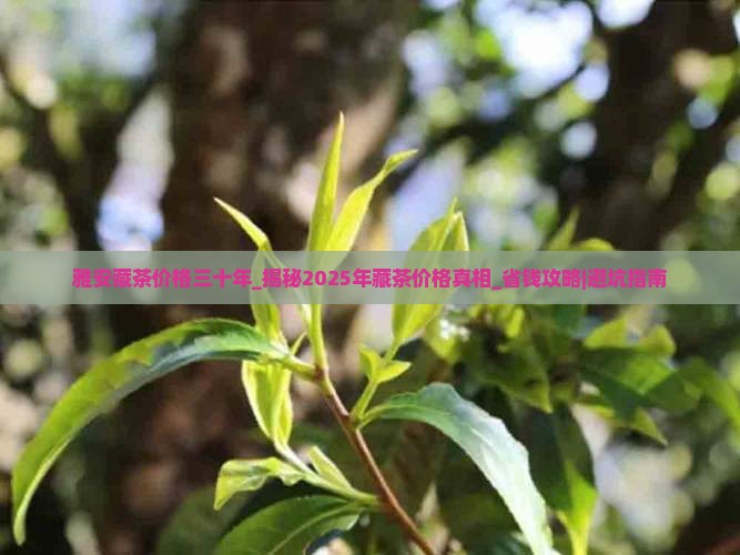雅安藏茶价格三十年