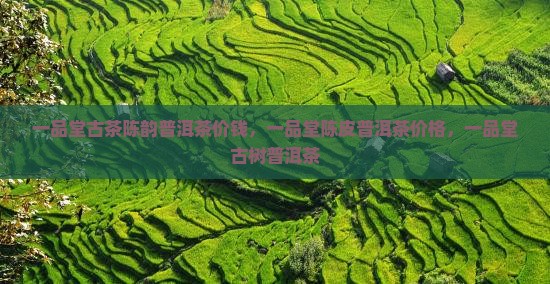 一品堂古茶陈韵普洱茶