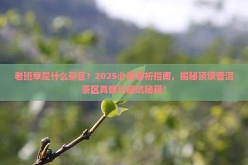 老班章是什么茶区