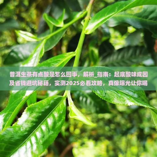 普洱生茶有点酸是怎么回事