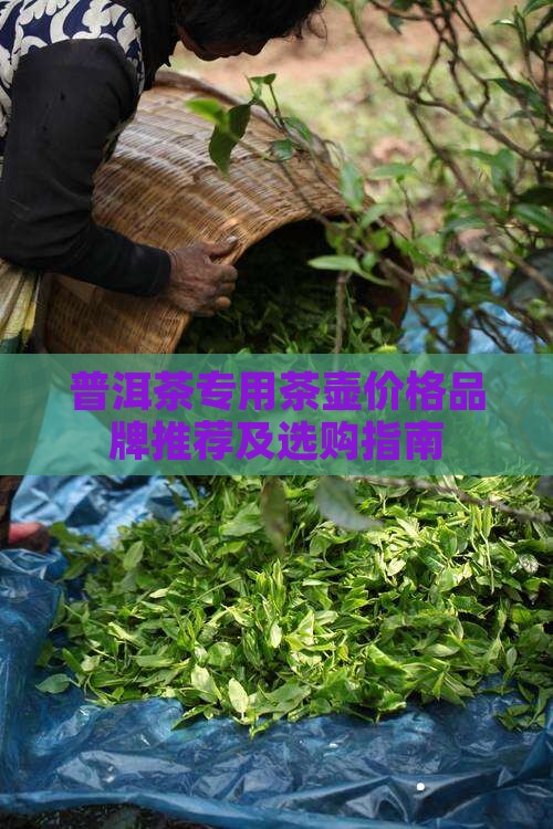普洱茶专用茶壶