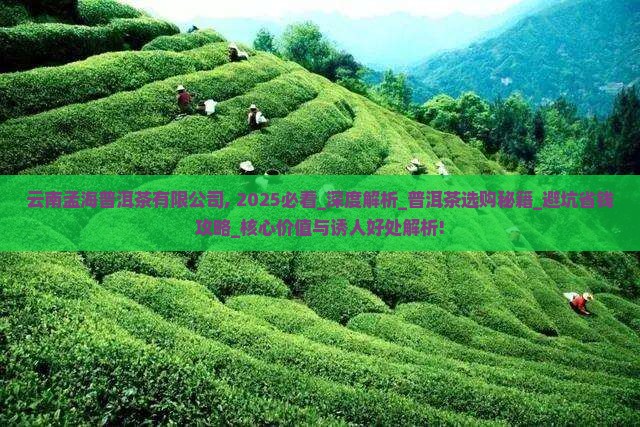 云南孟海普洱茶有限公司