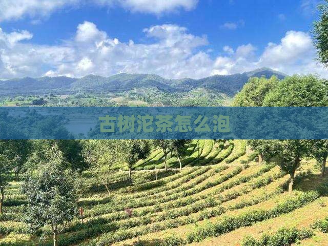 古树沱茶怎么泡