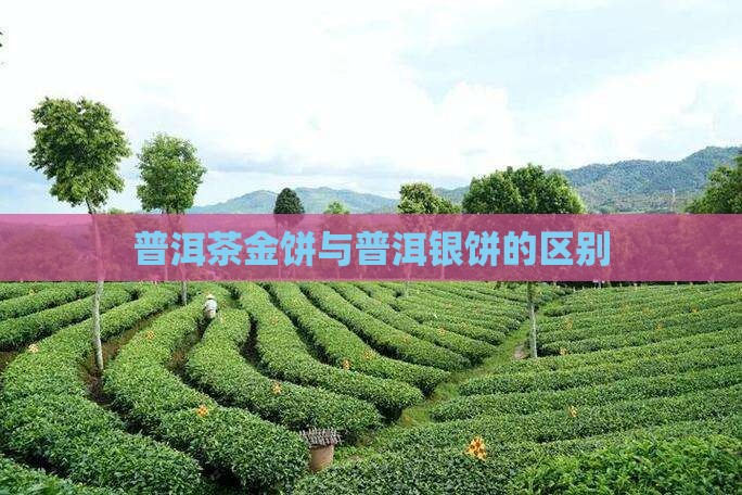 普洱茶金饼银饼区别