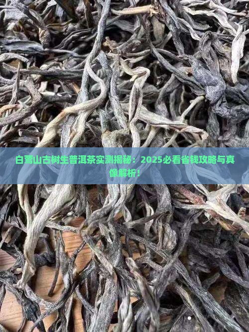 白莺山古树生普洱茶