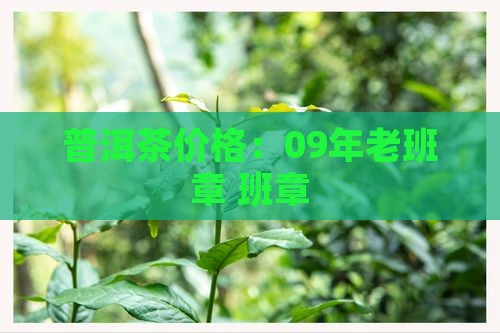 09年正宗老班章
