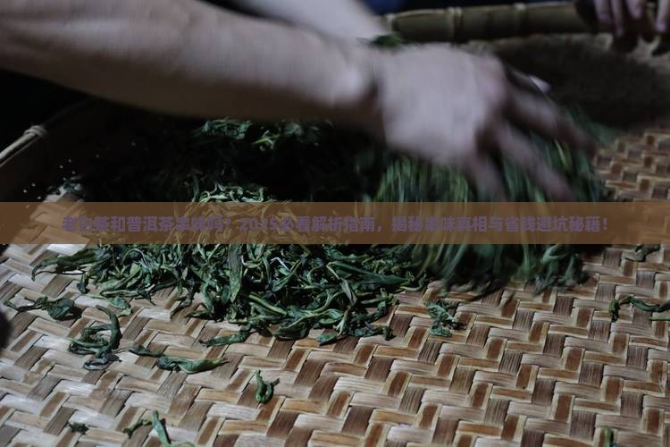 老白茶和普洱茶串味吗
