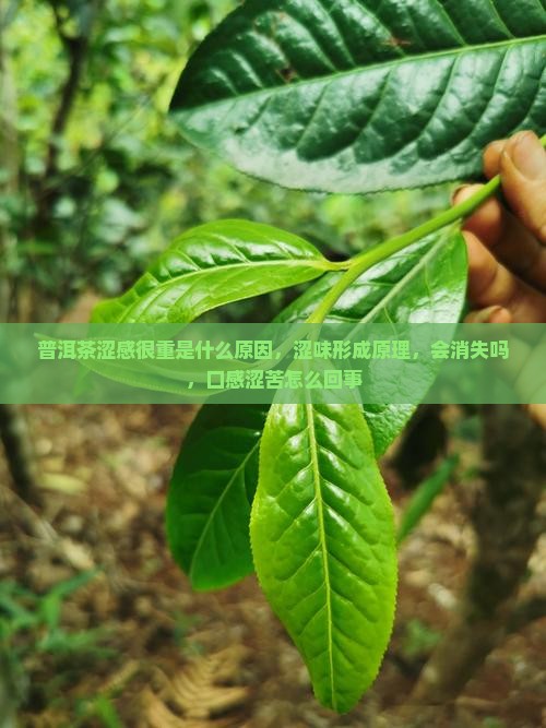 普洱茶涩感很重