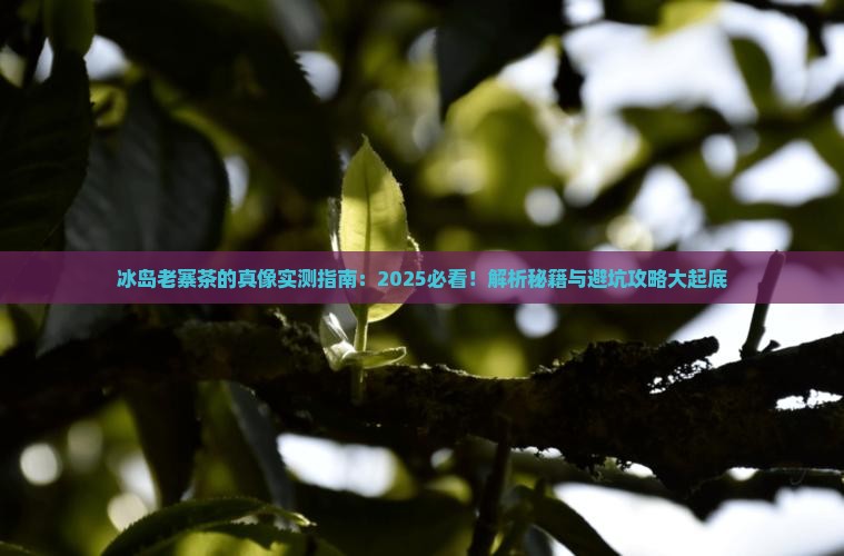 冰岛老寨的茶怎么样