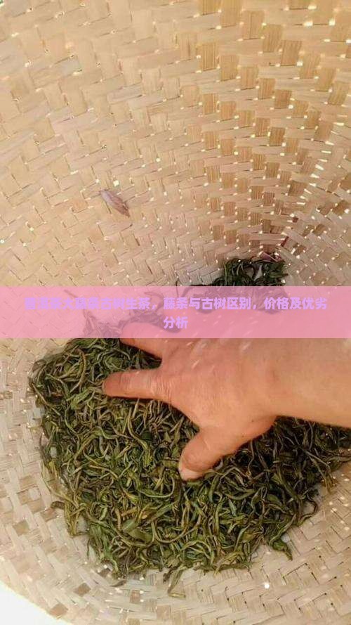 普洱茶大藤条古树生茶