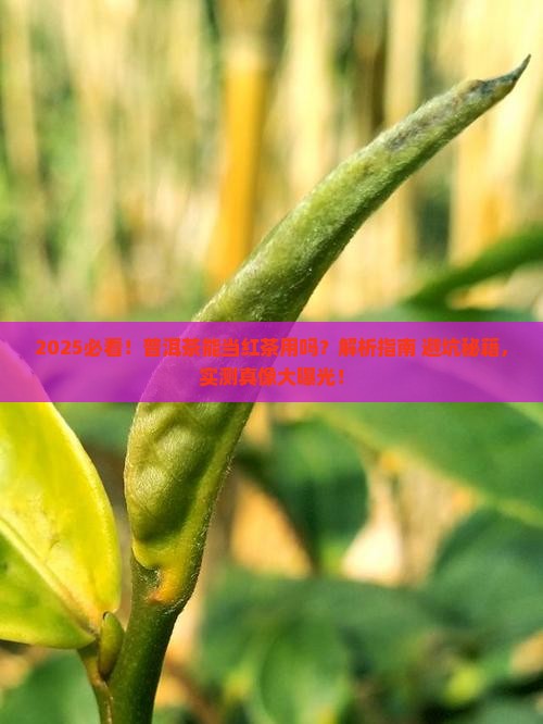 普洱茶可以当成红茶用吗