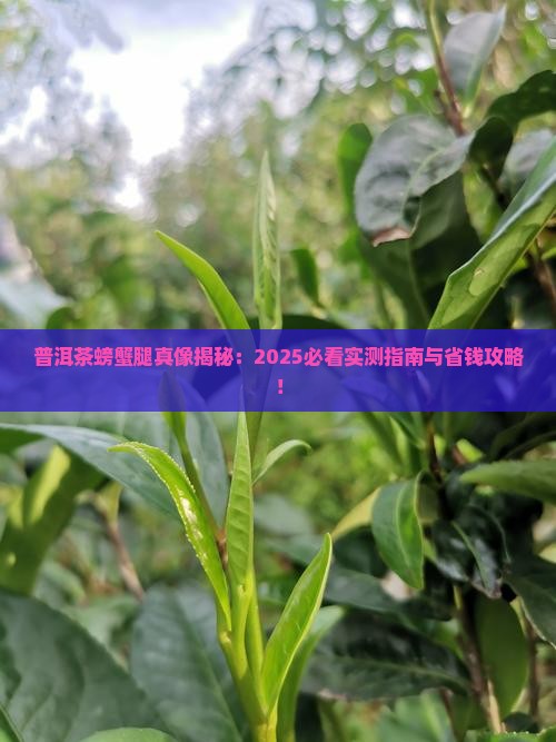 普洱茶的螃蟹腿