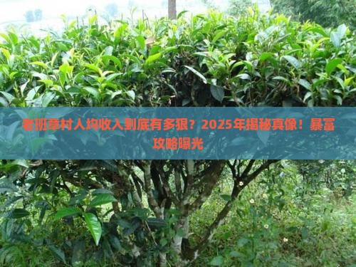 中国第一富裕老班章村人均购买入