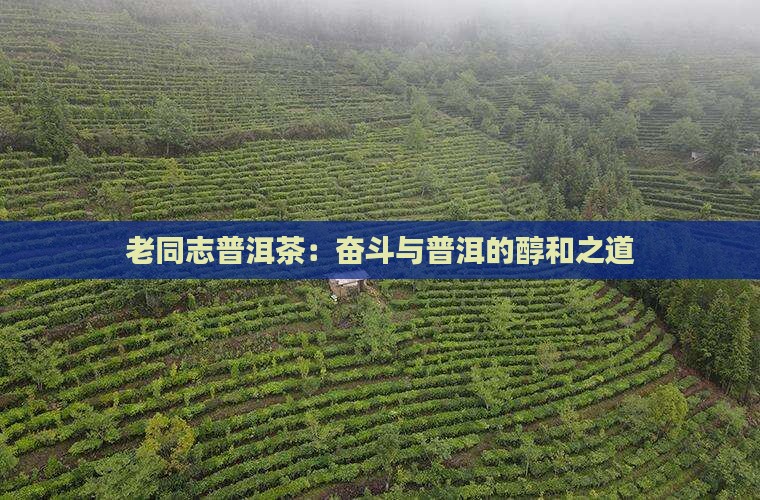 老同志普洱醇和奋斗