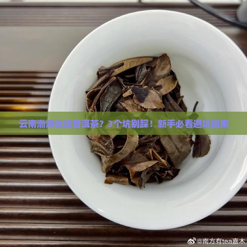 云南渤海优选普洱茶
