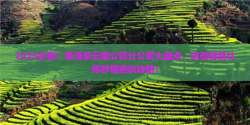 普洱茶云南公司有几家分公司