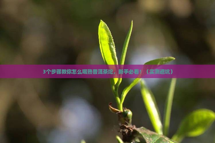 怎么喝熟普洱茶坨