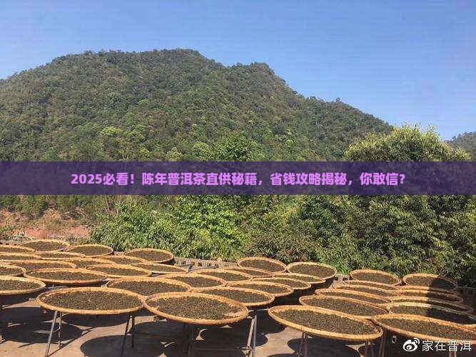陈年普洱茶直供