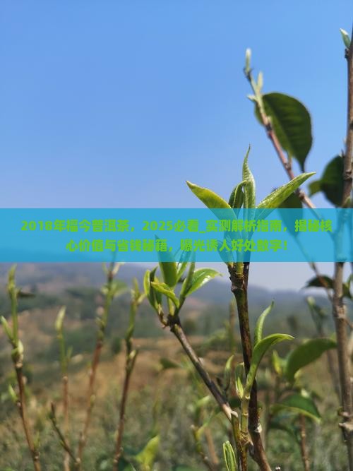 2018年福今普洱茶