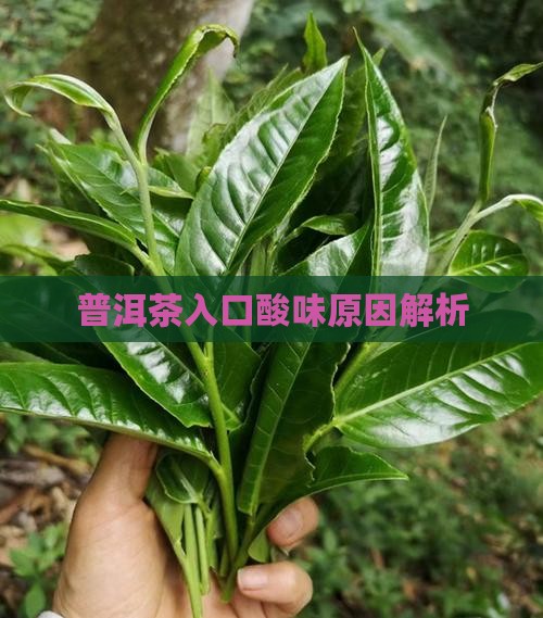 普洱茶入口味道有点酸