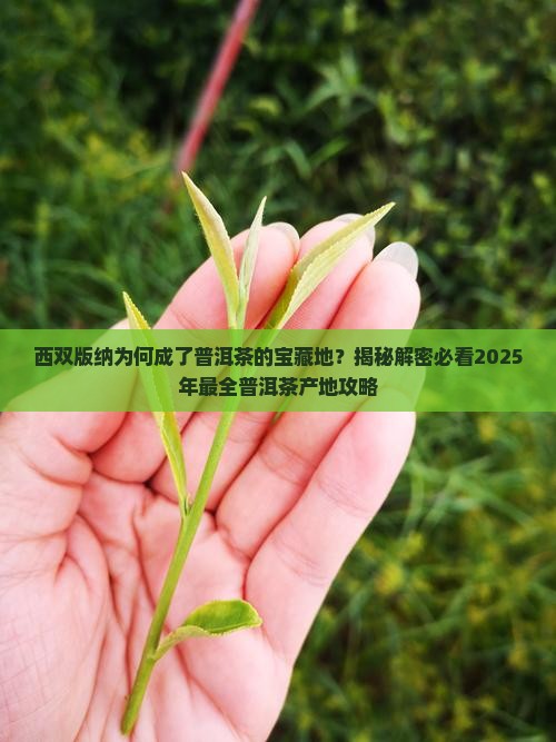 西双版纳盛产普洱茶原因