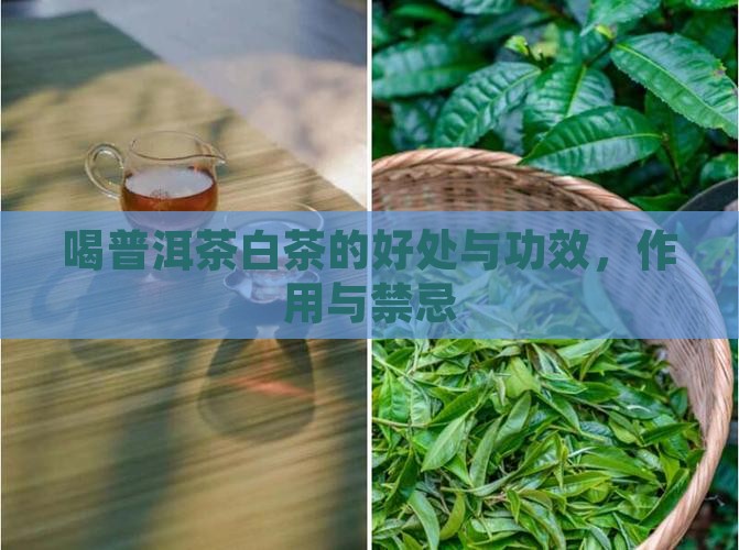 喝普洱茶白茶的好处与功效