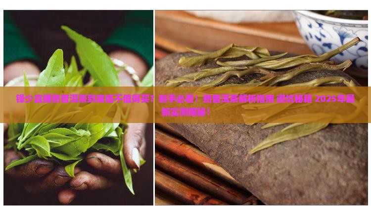 锋少直播熟普洱茶
