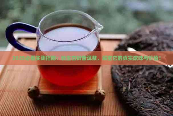 秋生古树普洱茶