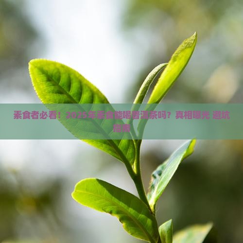 素食能喝普洱茶吗