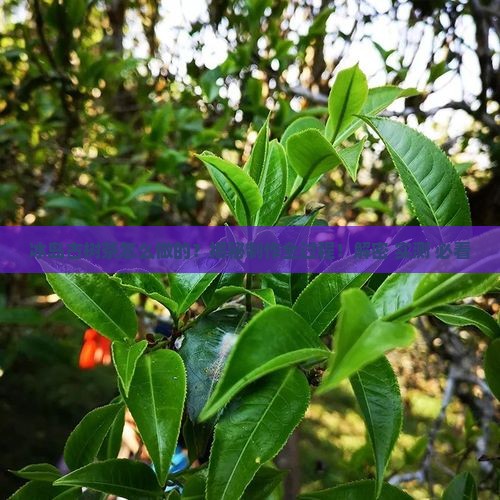 冰岛古树茶怎么做的