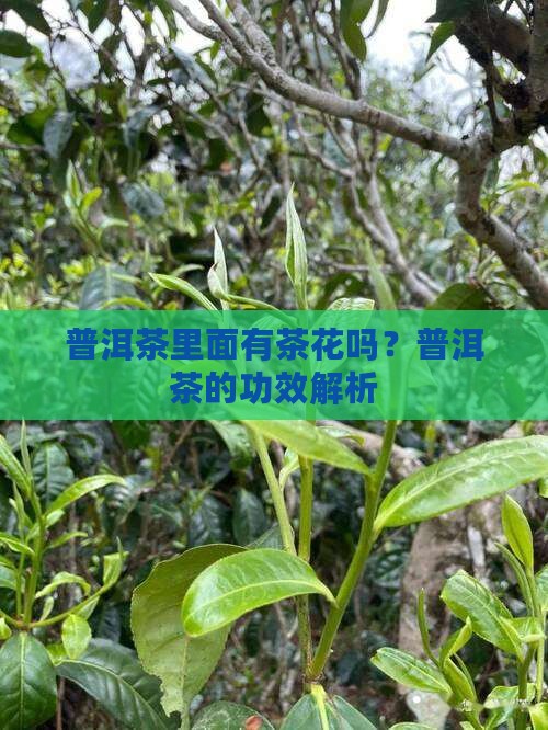 普洱茶里面有茶花好吗