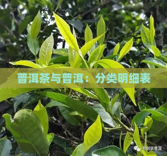 普洱茶的分类明细表