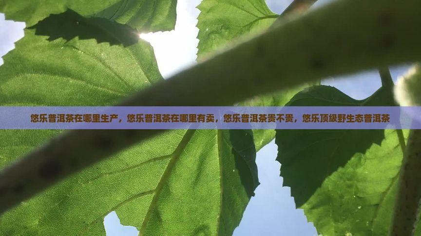 悠乐普洱茶在哪里