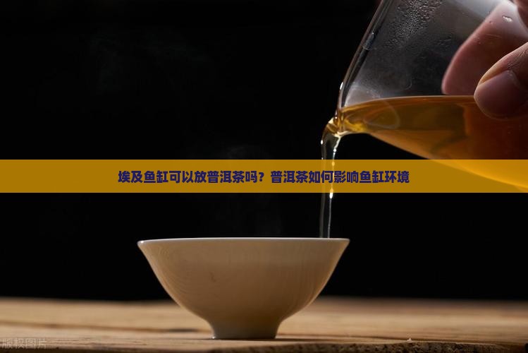 埃及鱼缸可以带普洱茶吗
