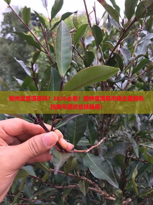 衢州卖普洱茶吗