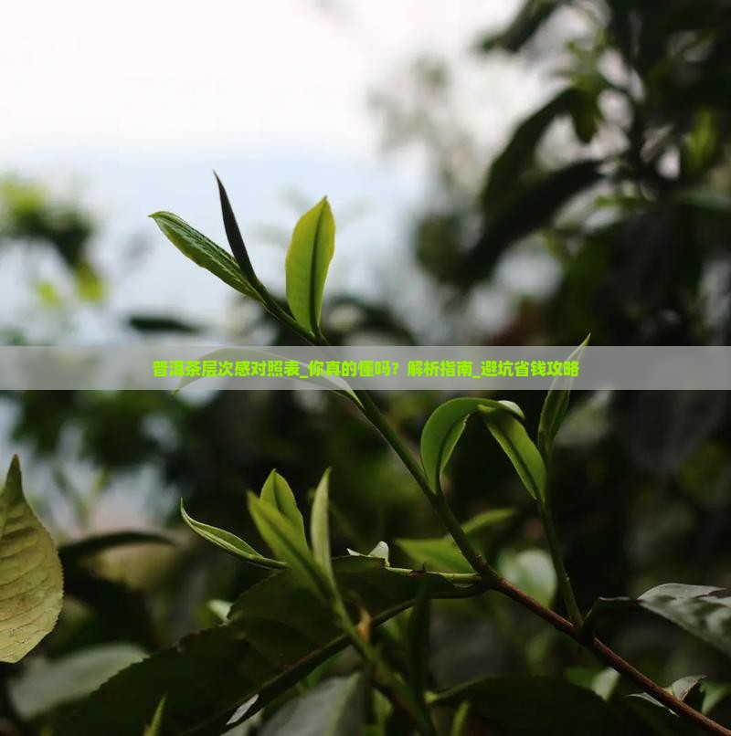 普洱茶层次感对照表