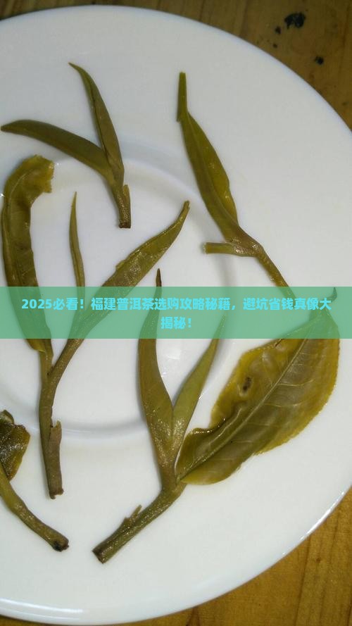 福建普洱茶哪家靠谱