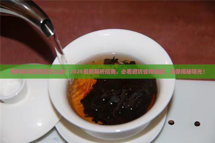 老树茶和普洱茶