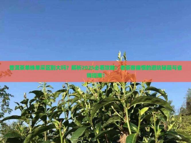 普洱茶单株单采区别大吗