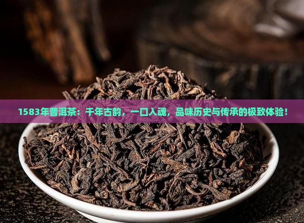 1583年普洱茶