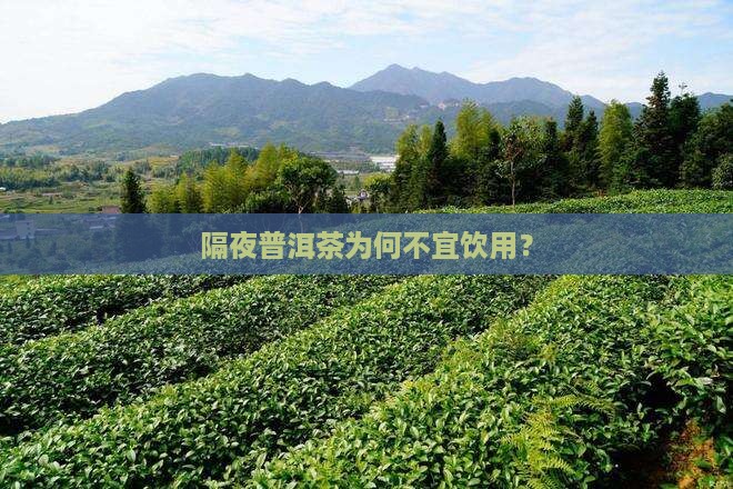 熟普洱茶为什么不能隔夜