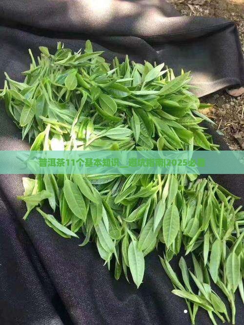 普洱茶11个基本知识